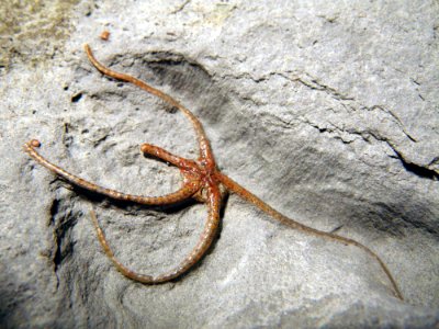 Ophioderma tenuibrachiata?