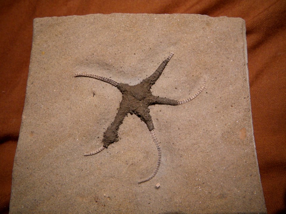 Ophioderma egertoni