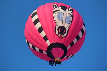 Zebra ballooning floating