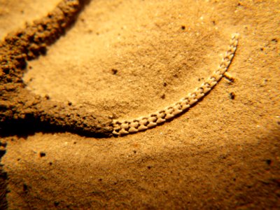 Ophioderma egertoni