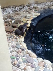 Otter Couple