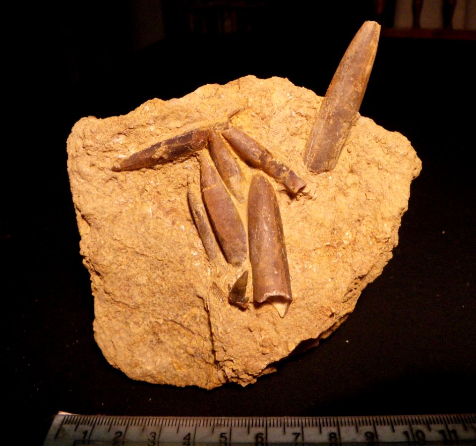 Belemnites with fish tooth