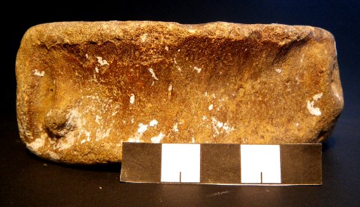 Unknown vertebra