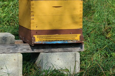 Honey beekeeper honey bees photo