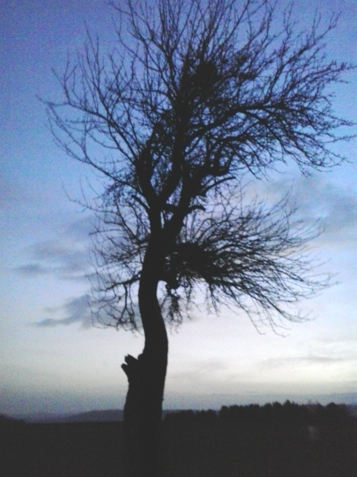 20151227 Albero Sickenberg