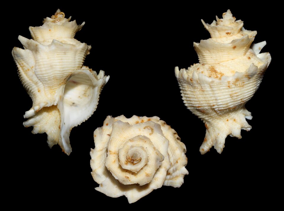 Shell mollusk animal
