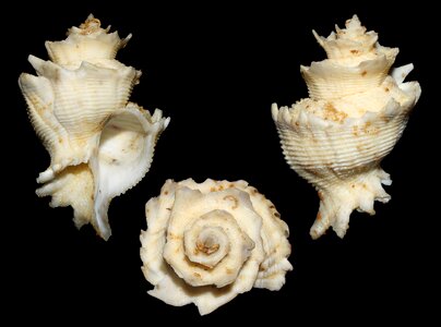 Shell mollusk animal photo