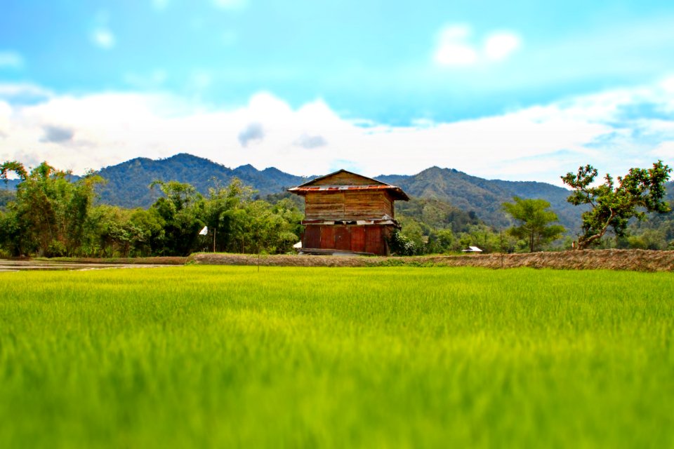 Bario Rice Field & Barn