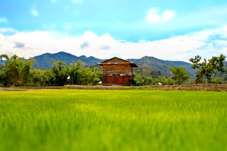Bario Rice Field & Barn