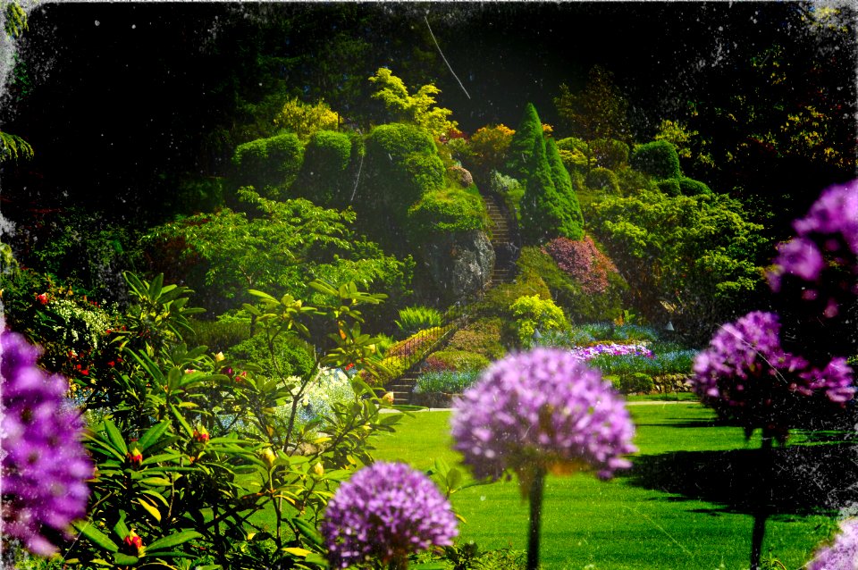Butchart Gardens
