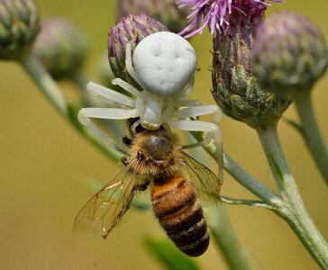 Prey apis mellifera