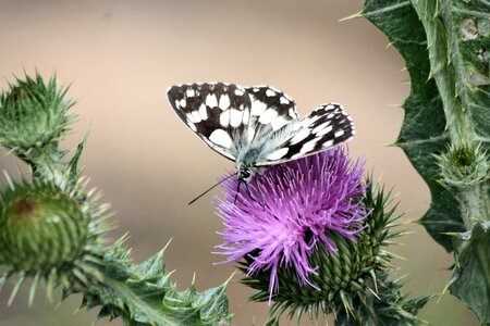 Butterfly thistle pollinate photo