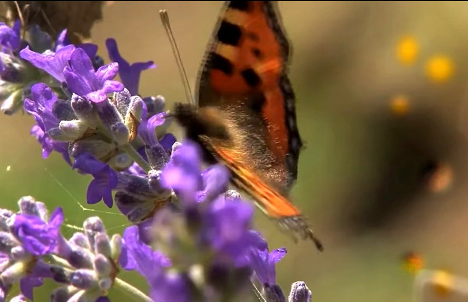 Monarch butterfly
