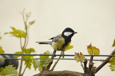Bird animal poultry