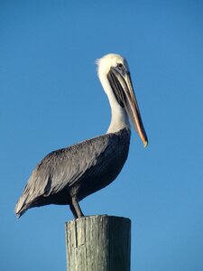 Sky beak harbor