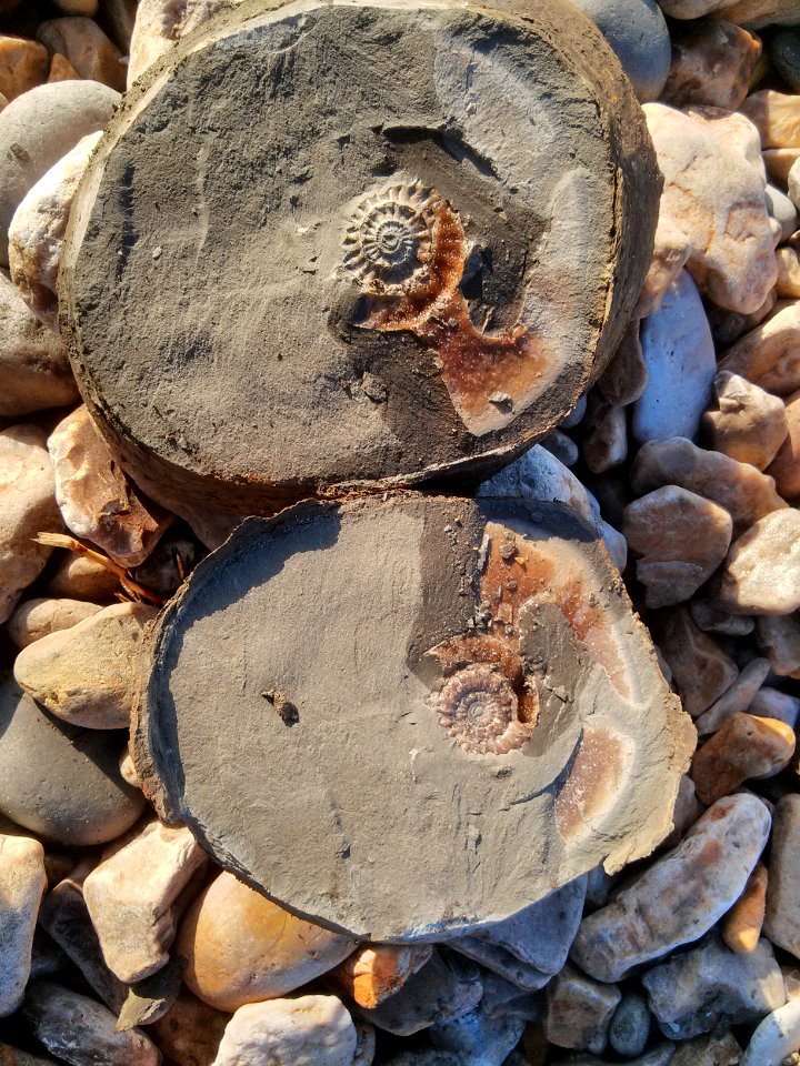 Microderoceras birchi