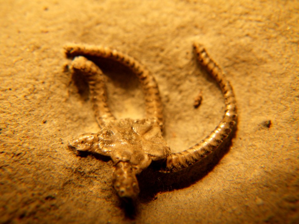Ophioderma egertoni