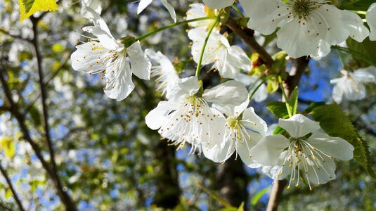 Blossom nature ornamental cherries