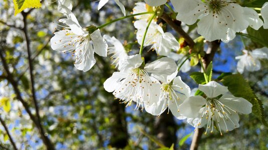 Blossom nature ornamental cherries photo