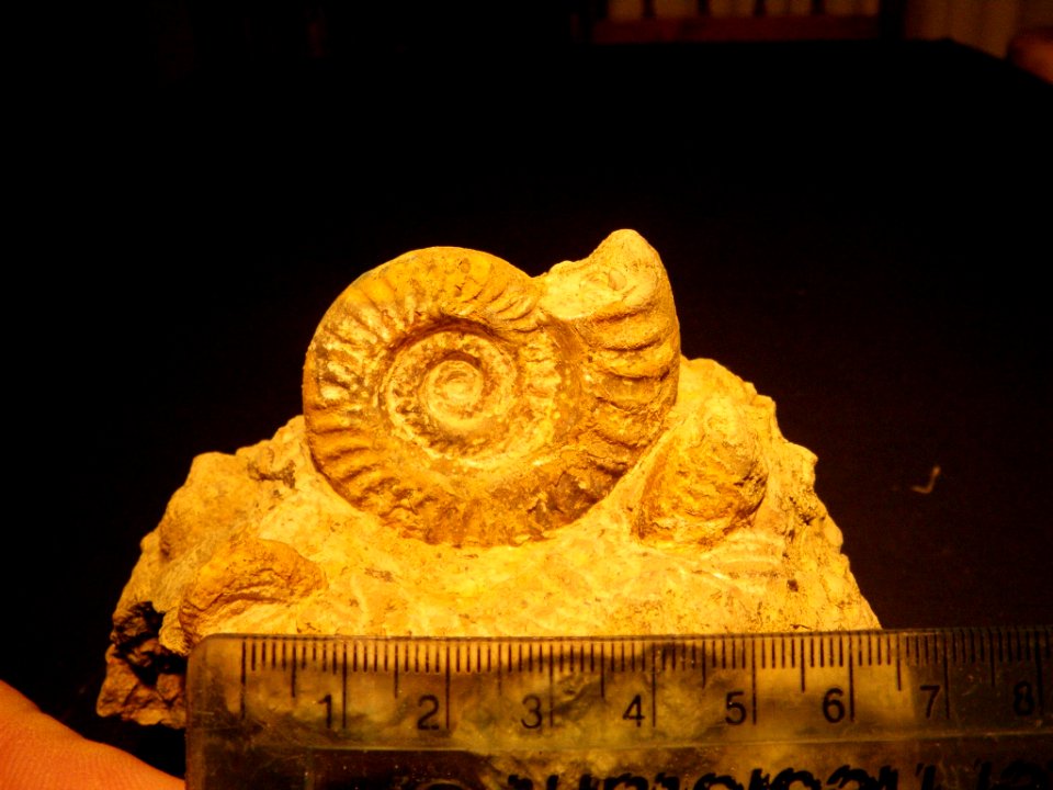 Pleuroceras?