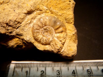 Ammonite