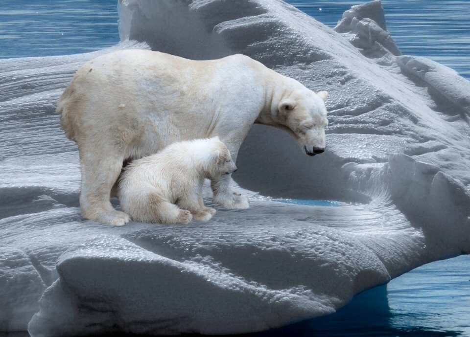Iceberg cold polar bear cub