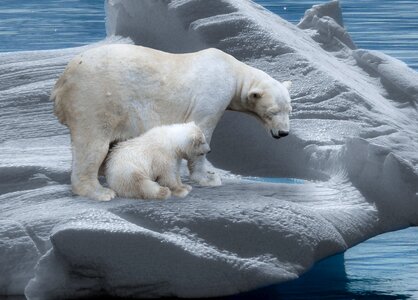 Iceberg cold polar bear cub photo