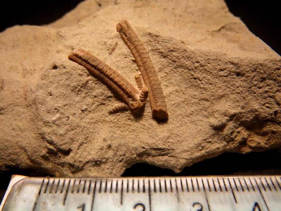 Crinoid