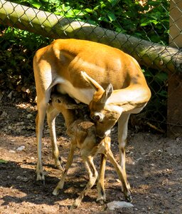 Fawn cute bambi photo