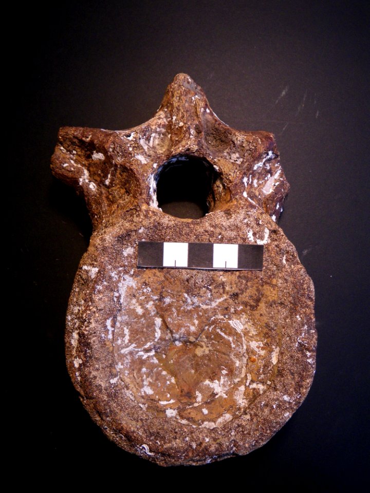 Plesiosaur vertebra
