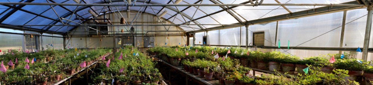 Greenhouse with peanut plants-preserving South American germ plasm 1244