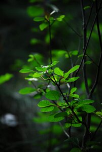 Growth nature earth