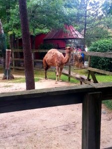 Camel At Zoo