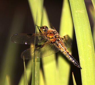 Dragonfly aquatic animal outstrip