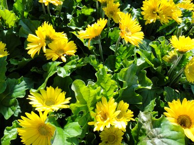 Gerbera daisy flowers photo