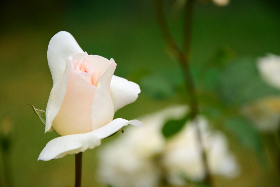 Flowers nature pink