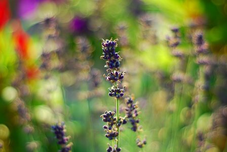 Garden spring nature