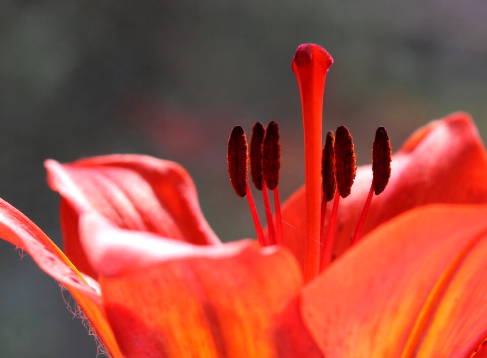 Plant closeup nicely