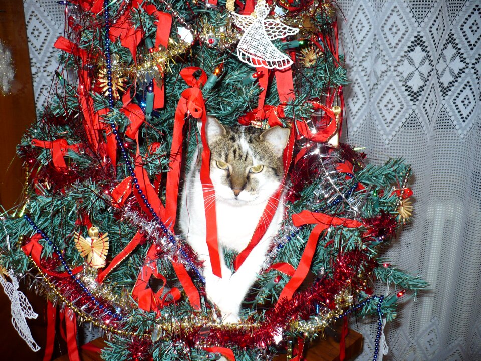 Christmas tree funny cat funny christmas tree