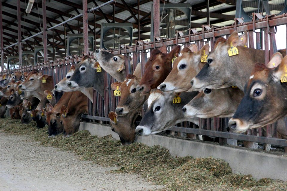 Beautiful Gurnsey Cows