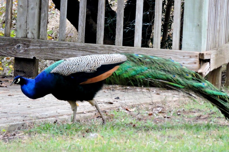 Indian Peafowl at Lake Solano Park
