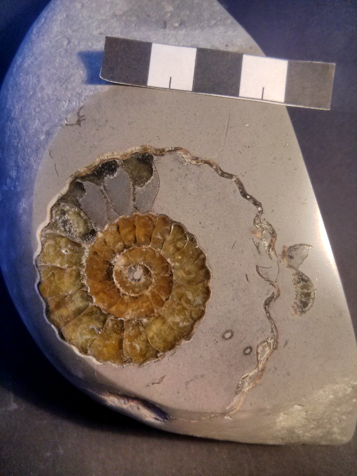 Polished Green Ammonite