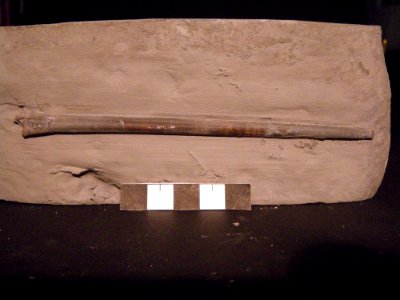Belemnite