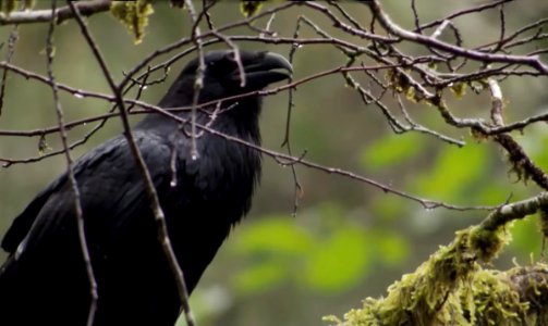 forest raven