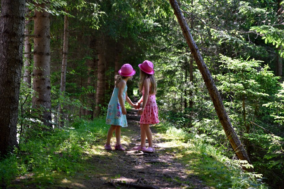 Forest forest path nature