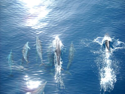 Ocean fish wildlife