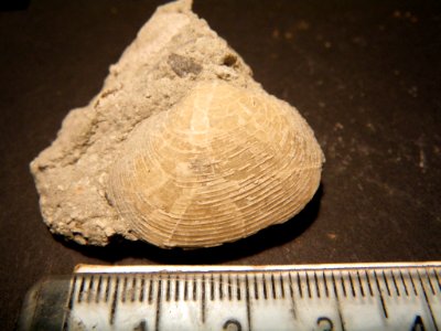 mollusca