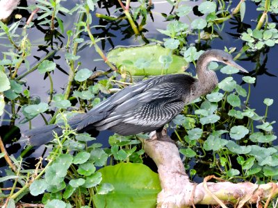 Anhinga photo