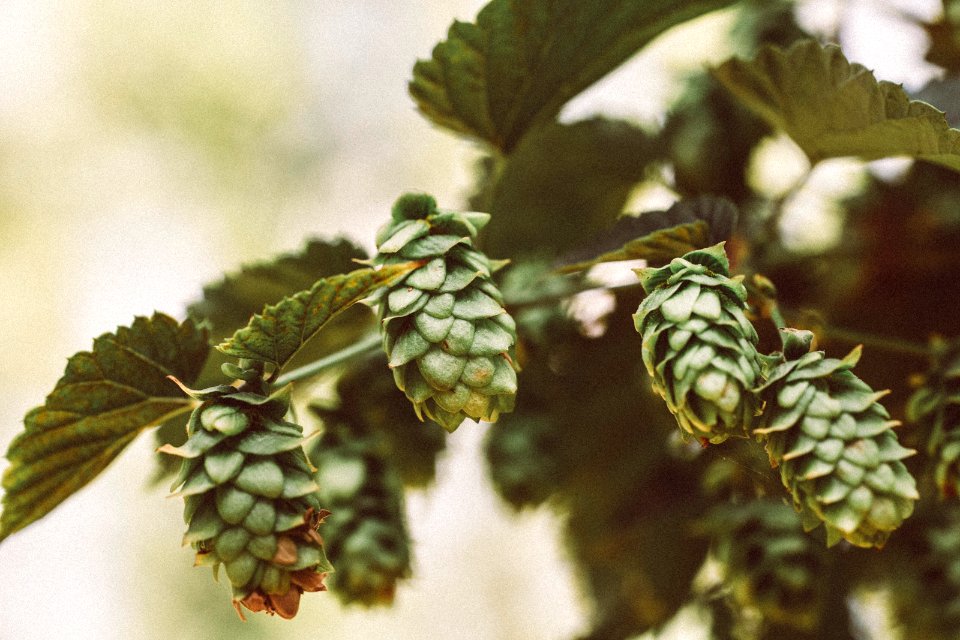 Fresh Bio Hop Lilling Bavaria Upper Franconia