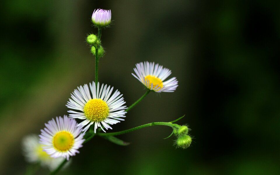 Macro flowering spring
